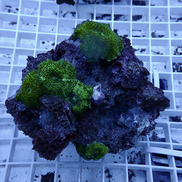 【サンゴ現物4】ディスクコーラル!15時までのご注文で当日発送 【サンゴ】(t146