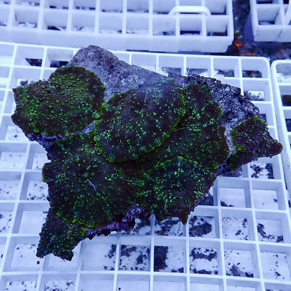 【サンゴ現物5】ディスクコーラル!15時までのご注文で当日発送 【サンゴ】(t146