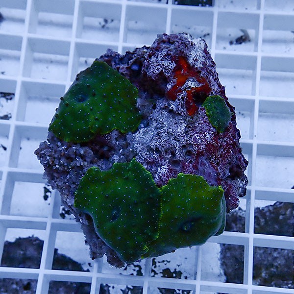 【サンゴ現物6】ディスクコーラル!15時までのご注文で当日発送 【サンゴ】(t146