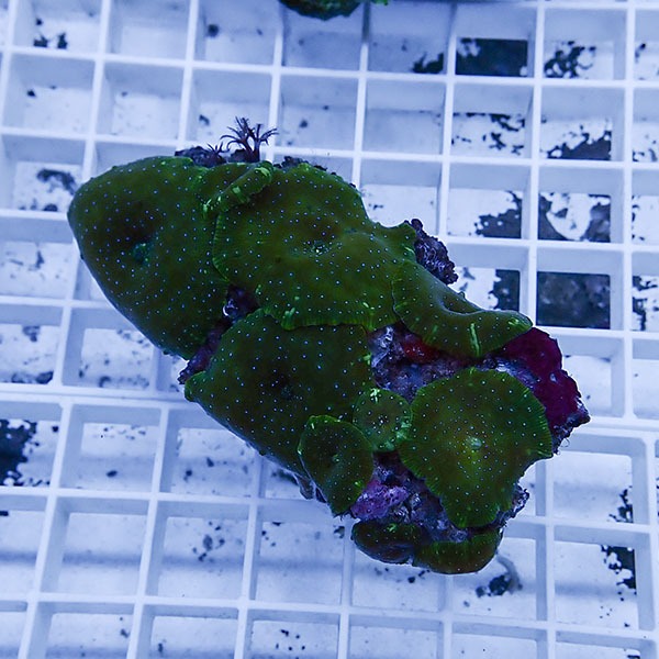 【サンゴ現物7】ディスクコーラル!15時までのご注文で当日発送 【サンゴ】(t146