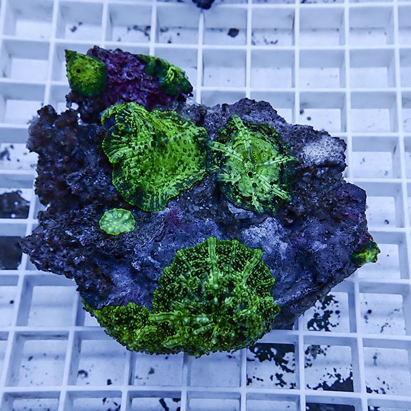 【サンゴ現物8】ディスクコーラル!15時までのご注文で当日発送 【サンゴ】(t146