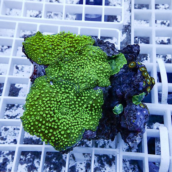 【サンゴ現物9】ディスクコーラル !15時までのご注文で当日発送 【サンゴ】(t146