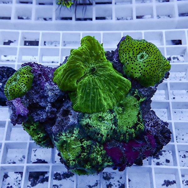 【サンゴ現物10】ディスクコーラル !15時までのご注文で当日発送 【サンゴ】(t146