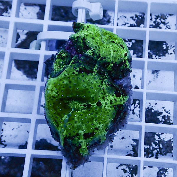 【サンゴ現物11】ディスクコーラル !15時までのご注文で当日発送 【サンゴ】(t146