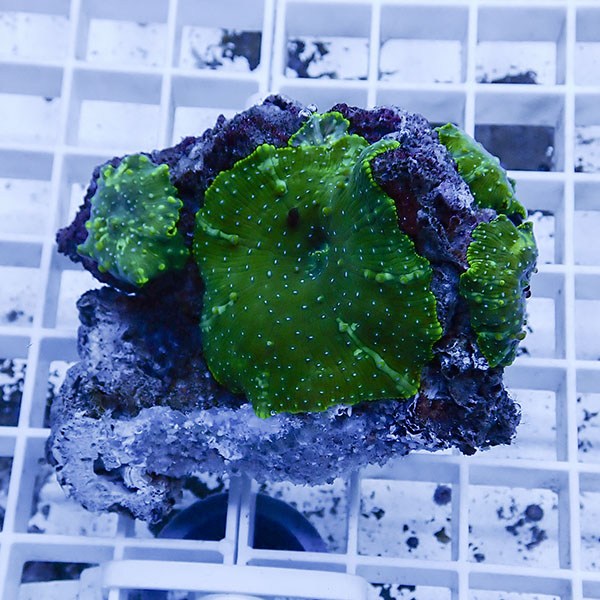 【サンゴ現物12】ディスクコーラル !15時までのご注文で当日発送 【サンゴ】(t146