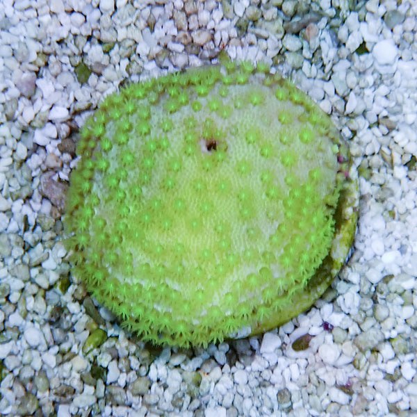 【サンゴ現物2】ウミキノコ メタリックグリーン 4-3cm!15時までのご注文で当日発送 【サンゴ】(t147