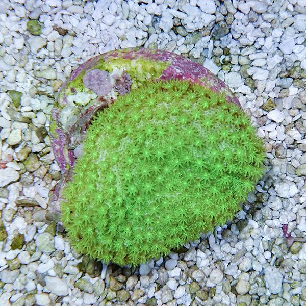 【サンゴ現物3】ウミキノコ メタリックグリーン 4-3cm!15時までのご注文で当日発送 【サンゴ】(t147