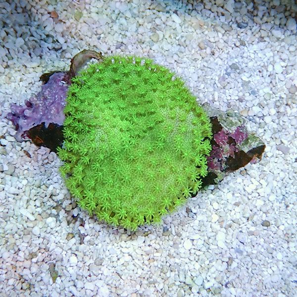 【サンゴ現物4】ウミキノコ メタリックグリーン 5-4cm!15時までのご注文で当日発送 【サンゴ】(t147