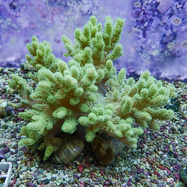 【サンゴ現物1】トサカ.sp 16-13cm 沖縄産!15時までのご注文で当日発送 【サンゴ】(t145