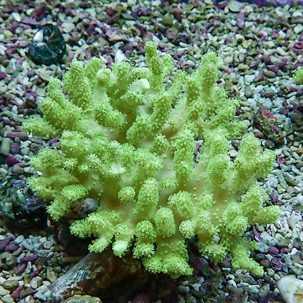 【サンゴ現物2】トサカ.sp 8-8cm 沖縄産!15時までのご注文で当日発送 【サンゴ】(t145