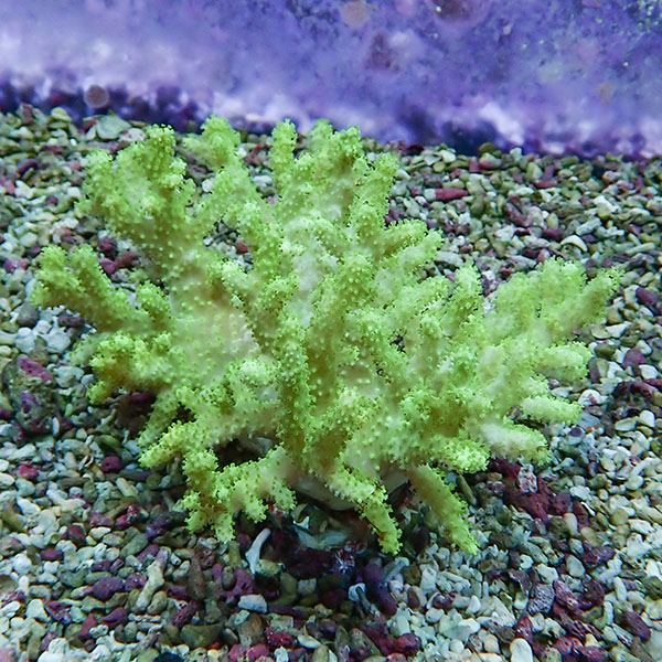 【サンゴ現物3】トサカ.sp 9-8cm 沖縄産!15時までのご注文で当日発送 【サンゴ】(t145