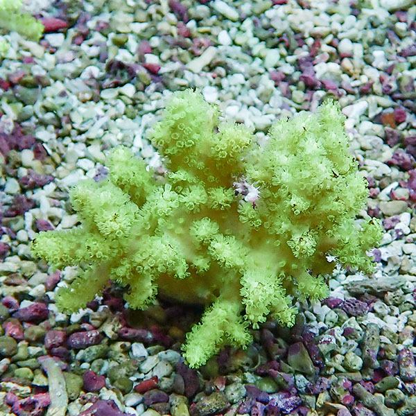 【サンゴ現物4】トサカ.sp 7-6cm 沖縄産!15時までのご注文で当日発送 【サンゴ】(t145