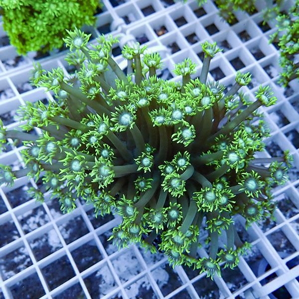 【サンゴ現物1】ハナガササンゴ!15時までのご注文で当日発送【サンゴ】(t140