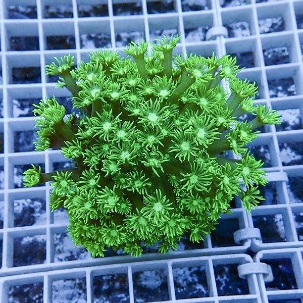 【サンゴ現物2】ハナガササンゴ!15時までのご注文で当日発送【サンゴ】(t140