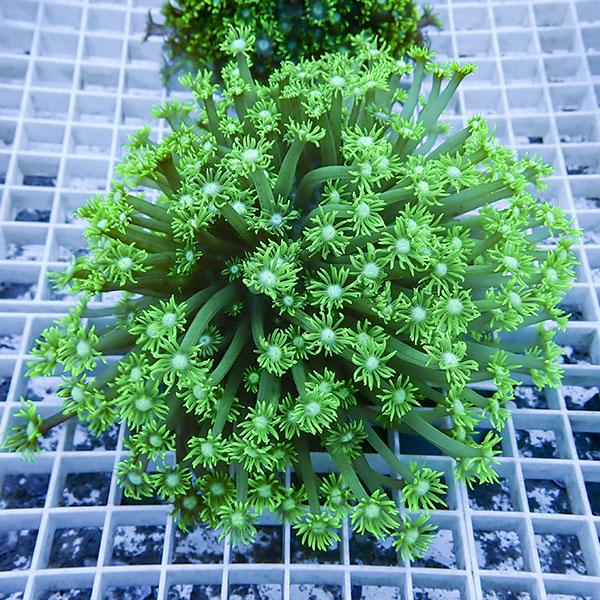 【サンゴ現物3】ハナガササンゴ!15時までのご注文で当日発送【サンゴ】(t140