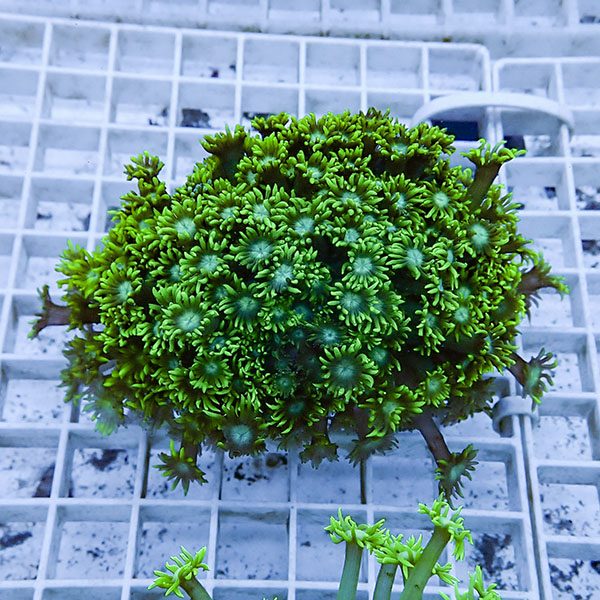 【サンゴ現物4】ハナガササンゴ!15時までのご注文で当日発送【サンゴ】(t140