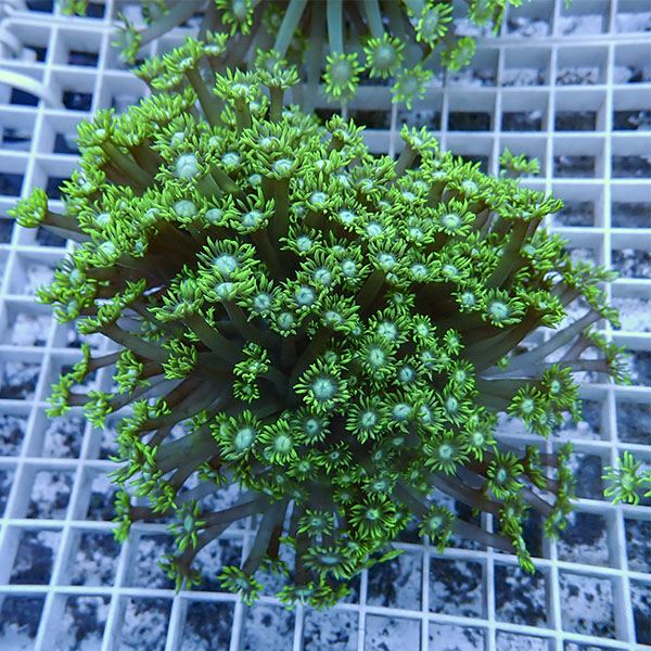 【サンゴ現物5】ハナガササンゴ!15時までのご注文で当日発送【サンゴ】(t140