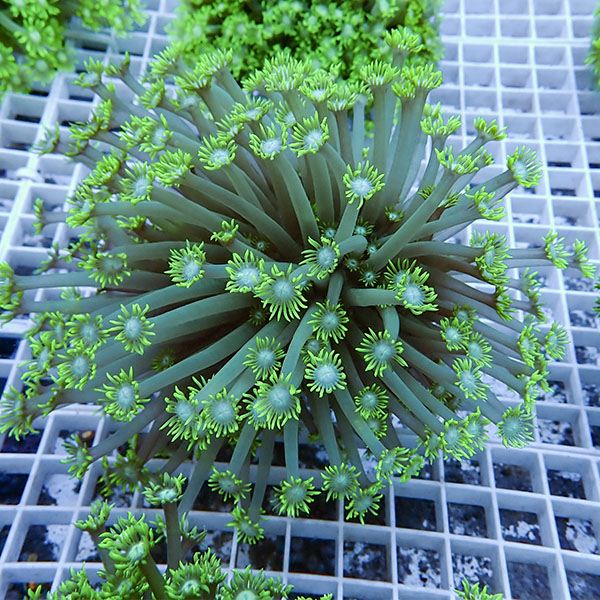 【サンゴ現物6】ハナガササンゴ!15時までのご注文で当日発送【サンゴ】(t140