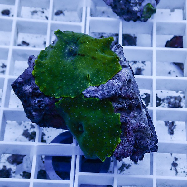 【サンゴ現物14】ディスクコーラル !15時までのご注文で当日発送 【サンゴ】(t146