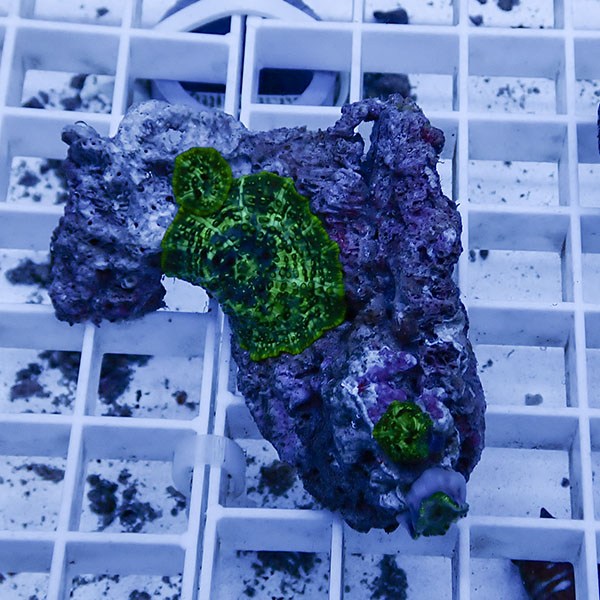 【サンゴ現物15】ディスクコーラル !15時までのご注文で当日発送 【サンゴ】(t146