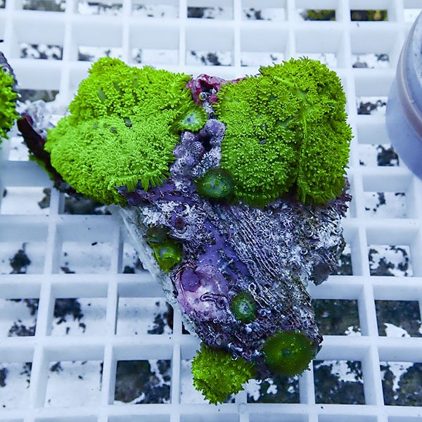 【サンゴ現物16】ディスクコーラル !15時までのご注文で当日発送【サンゴ】 (t146