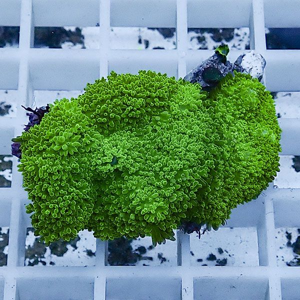 【サンゴ現物17】ディスクコーラル !15時までのご注文で当日発送 【サンゴ】(t146