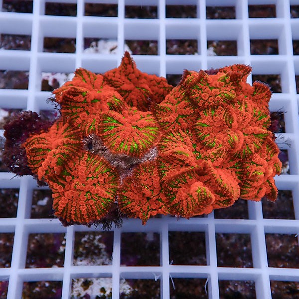 【サンゴ現物18】ディスクコーラル !15時までのご注文で当日発送 【サンゴ】(t146