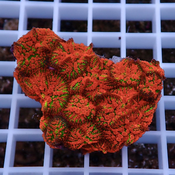 【サンゴ現物19】ディスクコーラル !15時までのご注文で当日発送 【サンゴ】(t146