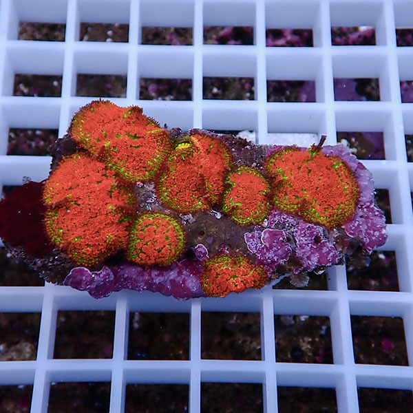 【サンゴ現物20】ディスクコーラル !15時までのご注文で当日発送 【サンゴ】(t146