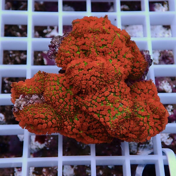 【サンゴ現物21】ディスクコーラル!15時までのご注文で当日発送 【サンゴ】(t146