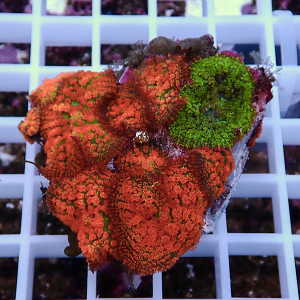 【サンゴ現物23】ディスクコーラル! 15時までのご注文で当日発送 【サンゴ】(t146