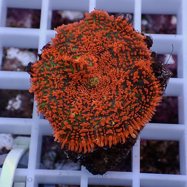 【サンゴ現物24】ディスクコーラル!15時までのご注文で当日発送 【サンゴ】(t146