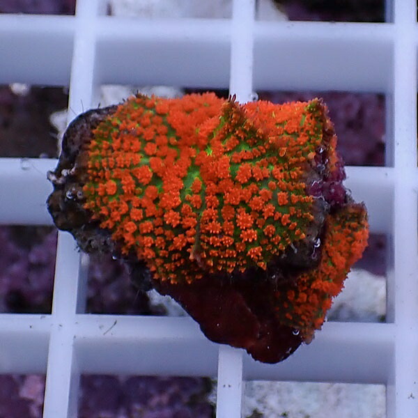 【サンゴ現物25】ディスクコーラル!15時までのご注文で当日発送 【サンゴ】(t146