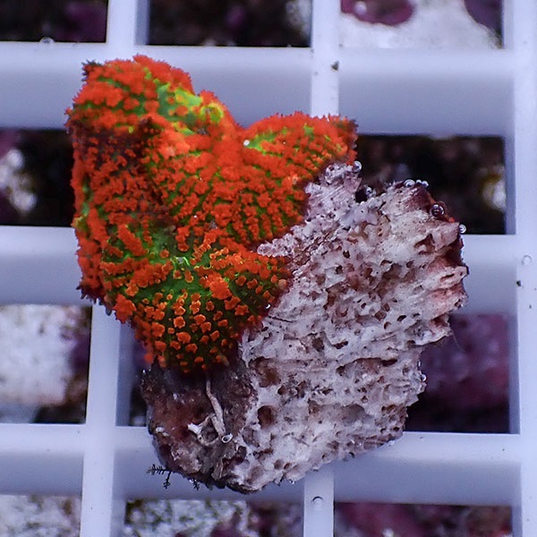 【サンゴ現物26】ディスクコーラル!15時までのご注文で当日発送 【サンゴ】(t146