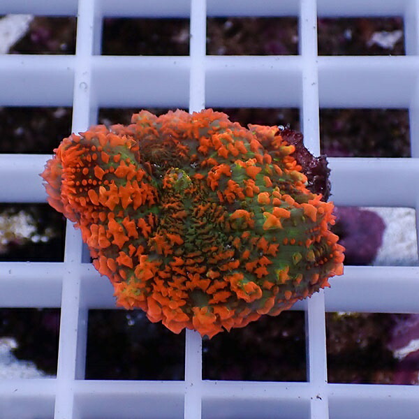 【サンゴ現物27】ディスクコーラル!15時までのご注文で当日発送 【サンゴ】(t146