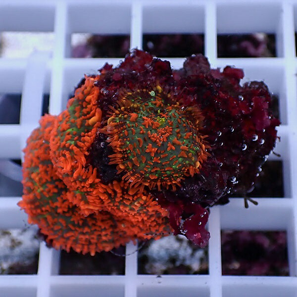 【サンゴ現物28】ディスクコーラル!15時までのご注文で当日発送 【サンゴ】(t146