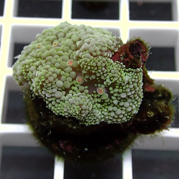 【サンゴ現物1】カリビアンバブルディスク （カリブバブル）!15時までのご注文で当日発送 【サンゴ】(t210