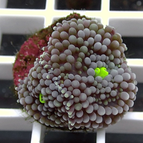 【サンゴ現物2】カリビアンバブルディスク （カリブバブル）!15時までのご注文で当日発送 【サンゴ】(t210