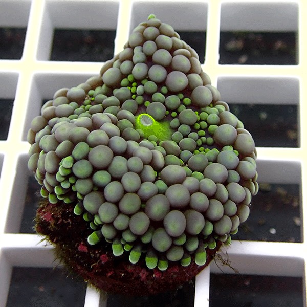 【サンゴ現物3】カリビアンバブルディスク （カリブバブル）!15時までのご注文で当日発送 【サンゴ】(t210