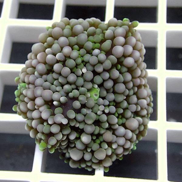 【サンゴ現物4】カリビアンバブルディスク　（カリブバブル）!15時までのご注文で当日発送　【サンゴ】(t210