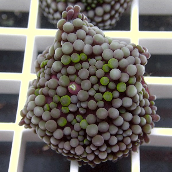 【サンゴ現物5】カリビアンバブルディスク （カリブバブル）!15時までのご注文で当日発送 【サンゴ】(t210