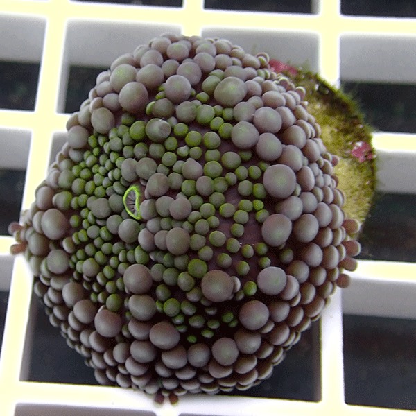 【サンゴ現物6】カリビアンバブルディスク　（カリブバブル）!15時までのご注文で当日発送　【サンゴ】(t210