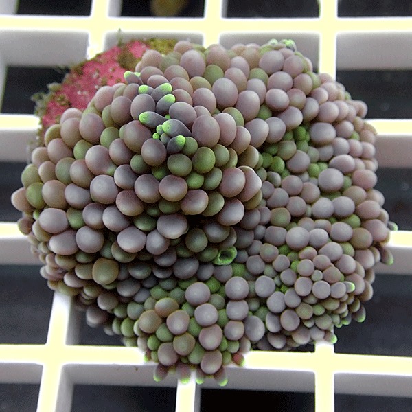 【サンゴ現物7】カリビアンバブルディスク　（カリブバブル）!15時までのご注文で当日発送　【サンゴ】(t210