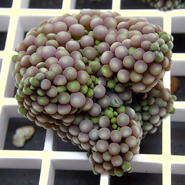 【サンゴ現物8】カリビアンバブルディスク （カリブバブル）!15時までのご注文で当日発送 【サンゴ】(t210