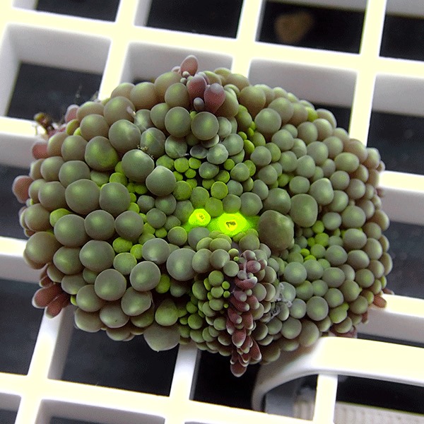 【サンゴ現物10】カリビアンバブルディスク （カリブバブル）!15時までのご注文で当日発送 【サンゴ】(t210