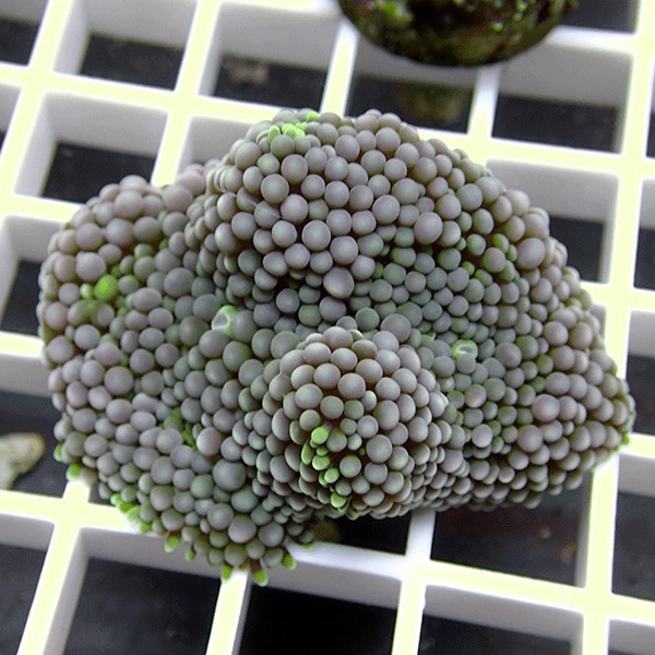 【サンゴ現物11】カリビアンバブルディスク （カリブバブル）!15時までのご注文で当日発送 【サンゴ】(t210