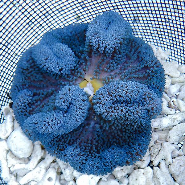 【現物1】ハタゴイソギンチャク ブルー 13-15cm±!15時までのご注文で当日発送(t213