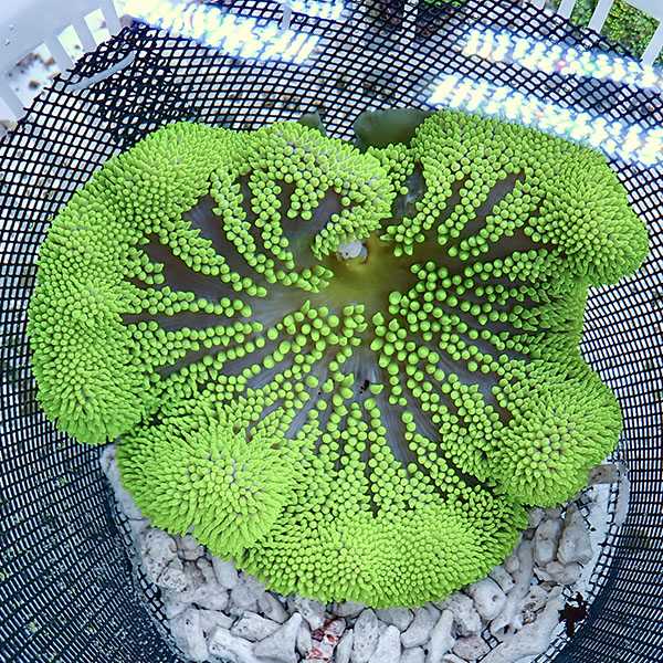 【現物3】異形 ハタゴイソギンチャク グリーン 18-20cm±!15時までのご注文で当日発送(t213