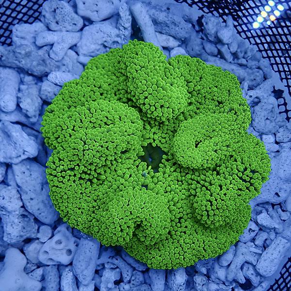 【現物5】ハタゴイソギンチャク グリーン 13-15cm±!15時までのご注文で当日発送(t213