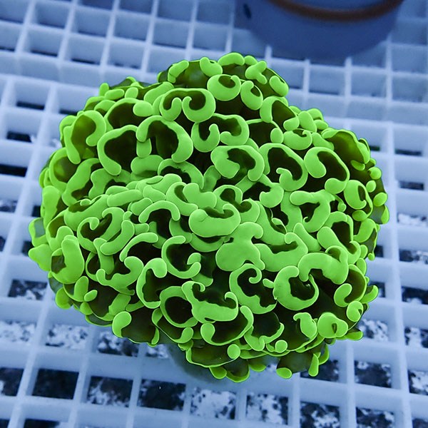 【サンゴ現物21】ナガレハナサンゴ!15時までのご注文で当日発送 【サンゴ】(t136